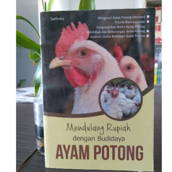 Mendulang Rupiah Dengan Budidaya Ayam Potong - Saelindra