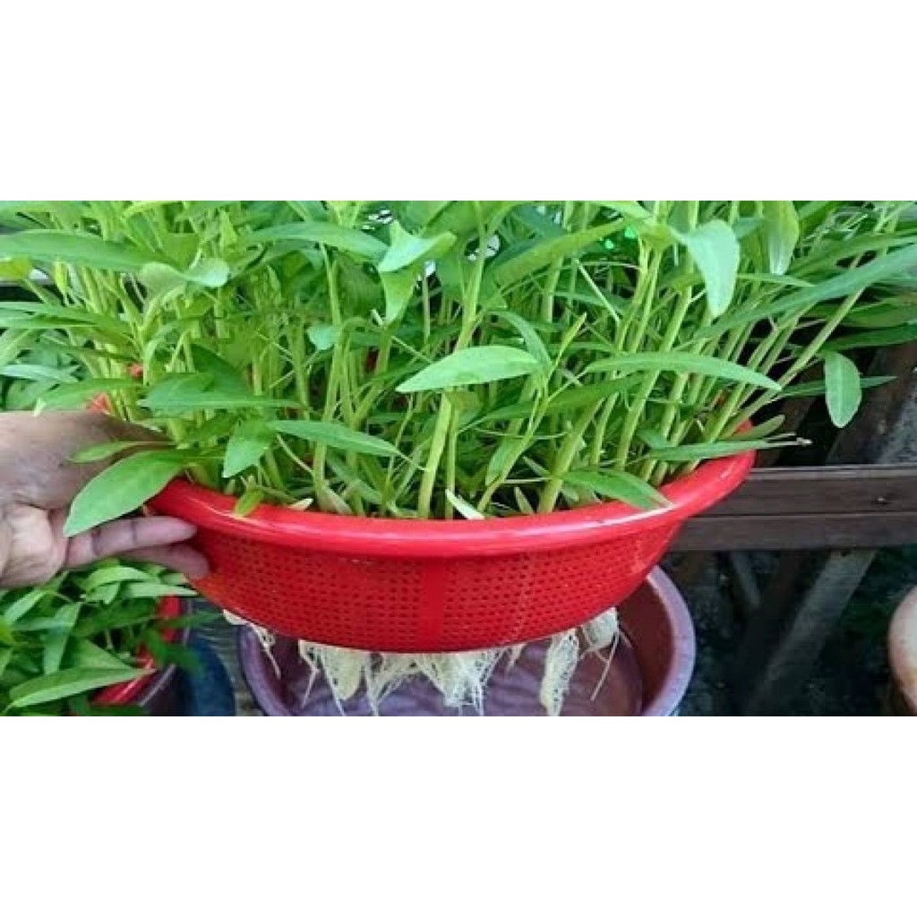 PAKET BERKEBUN DI RUMAH / PAKET KEBUN 4 / BENIH SAYURAN BUAH &amp; BUNGA