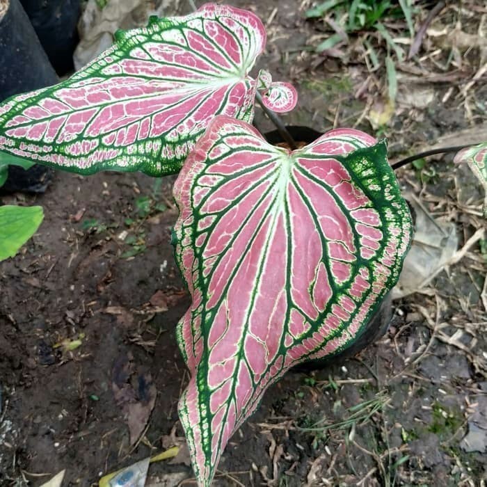 Alokasi pink rose/keladi wayang/caladium wayang