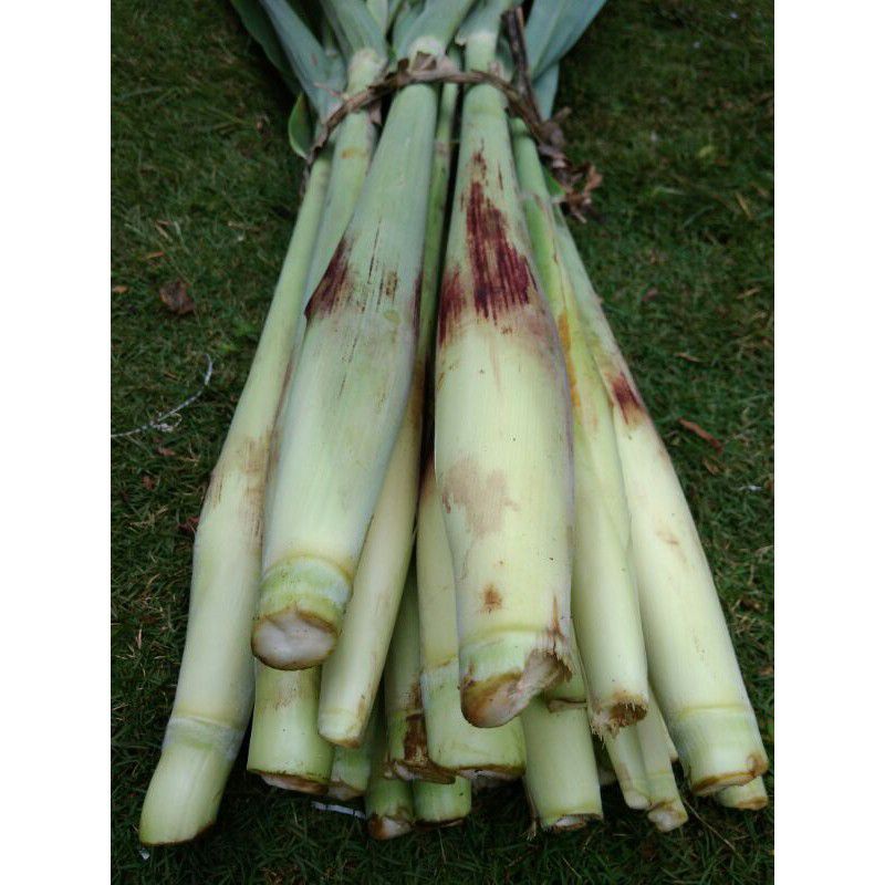 

TURUBUK / ENDOG TEBU / TURUBUS 1 ikat 10 pcs