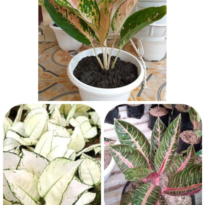 paket 3 jenis tanaman aglonema / paket aglonema koleksi / aglonema