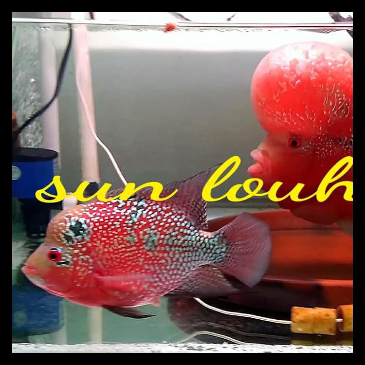 PRODUK BAIK BURAYAK IKAN LOUHAN GADING SERIES UK 3CM UP (INDUKAN ORI IMPORT) PALING LAKU