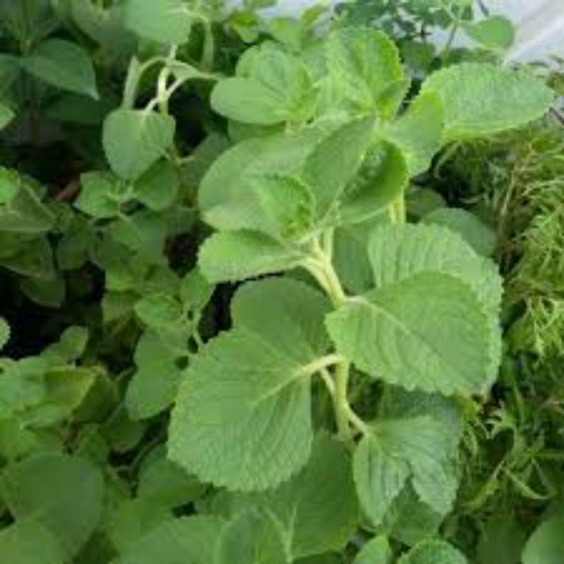 

Daun Bangun Bangun Jinten Asi Booster Alami Fresh 1000gr