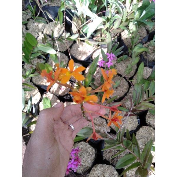 Tanaman hias Angrek tanah bunga ungu-orange-Anggrek epidendrum ibaguense mercadolibre realpick