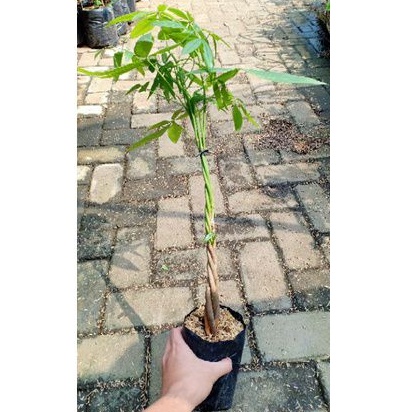 Tanaman Hias Pachira / Money Tree