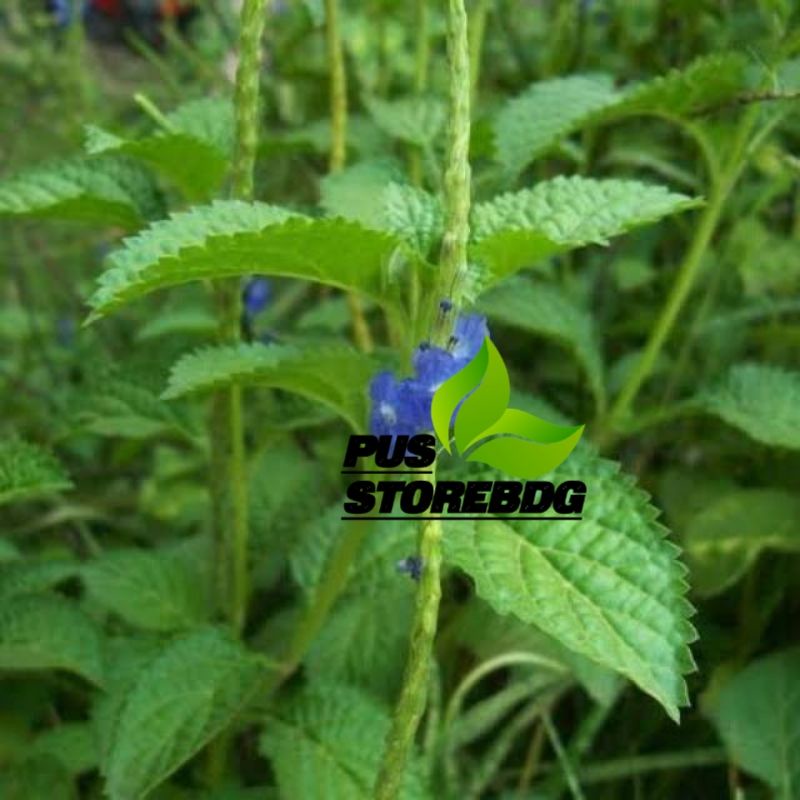 

Daun Pecut Kuda segar 500 gram