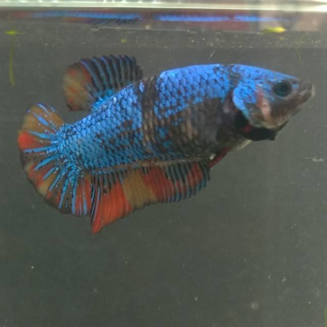 Ikan cupang female giant betina avatar