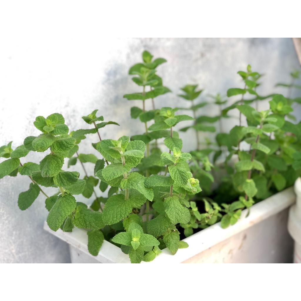 

~Cutevina~Daun organik apple mint per 10gr dan 20gr