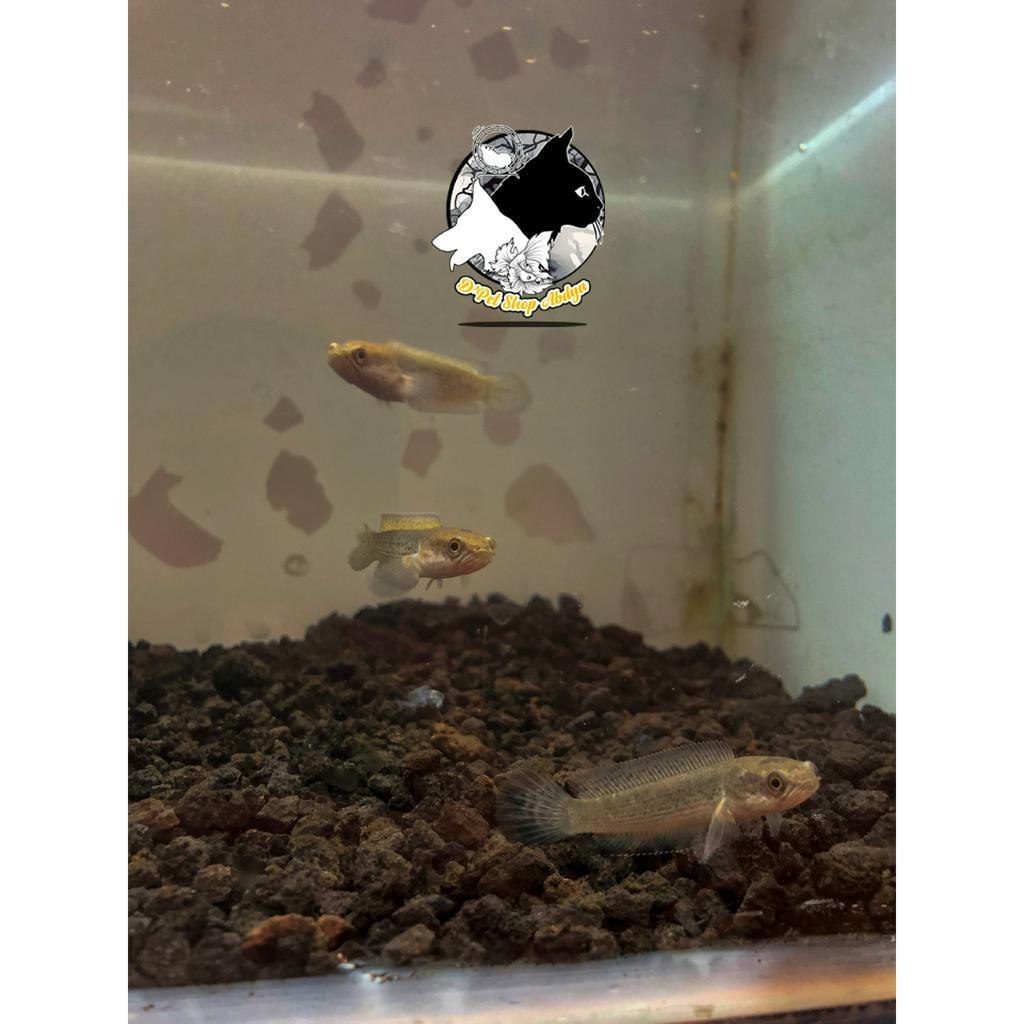 Hiasan Aquarium|Channa sterwati 9-10cm