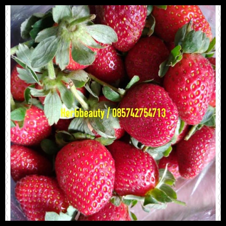 

TERBARUU!! BUBUK STRAWBERRY ORGANIK MURNI / PURE STRAWBERRY POWDER 25 GR TERBARU