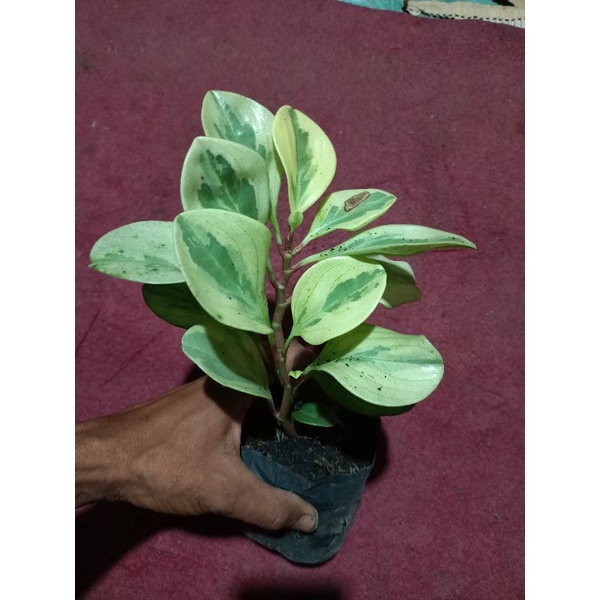 peperomia varigata