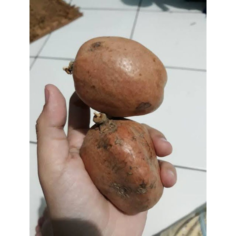 

buah zuriat mesir 1/2 kg