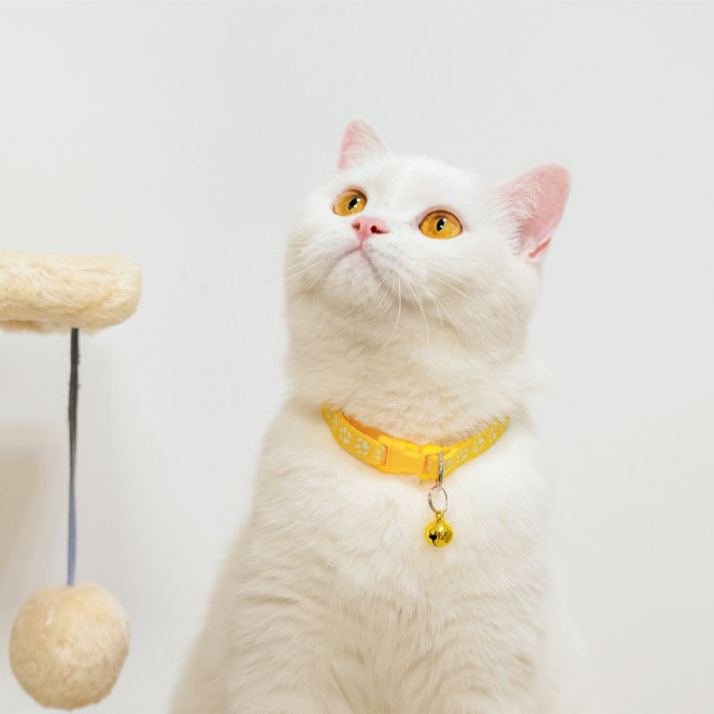 KALUNG KUCING MOTIF JEJAK [ GOOD QUALITY ]