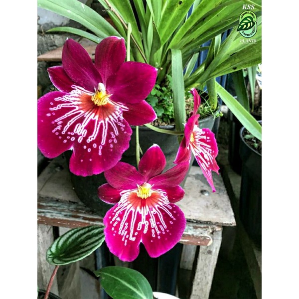 Anggrek Tanah Cymbidium Miltonia