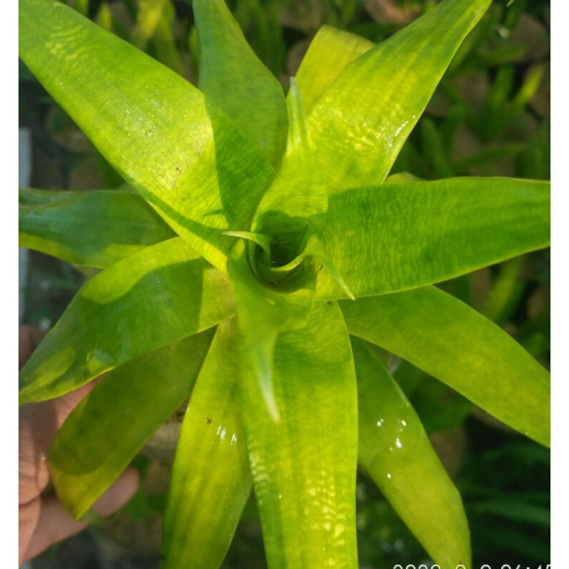 tanaman hias Bromelia vriesea ospinae/bromelia kuning/Bromelia vriesea yelow
