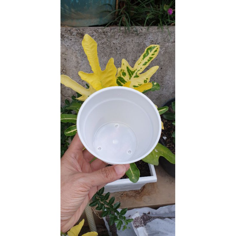 (6 pcs) POT SERAT 10 CM pot bunga mini motif serat putih 10cm tanpa lubang atau bisa dilubang