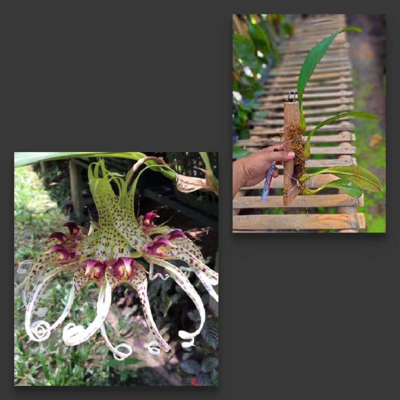 bulbophyllum binnendijkii 4 bulb