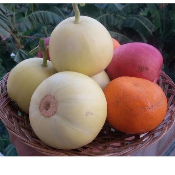 Diskon..>.617MN  Benih Bibit Biji - Melon Apel (Kecil, Manis, dan Harum) Seeds
