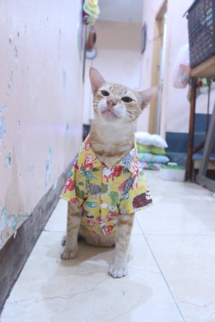 Kemeja kuning motif gambar kucing lucu untuk kucing dan anjing / baju kucing murah size S M L XL