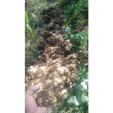 

JAHE GAJAH.JAHE MURAH HARGA PETANI