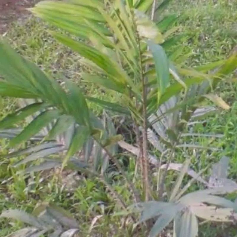 

Daun Salak Fres 500 Gram