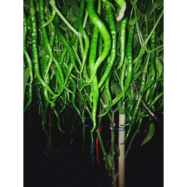 ID BENIH CABE MERAH KERITING LOKAL MEDAN PATEN 10 GRAM - CMK PATEN - BIBIT CABE CABAI ATENG F1 PATEN