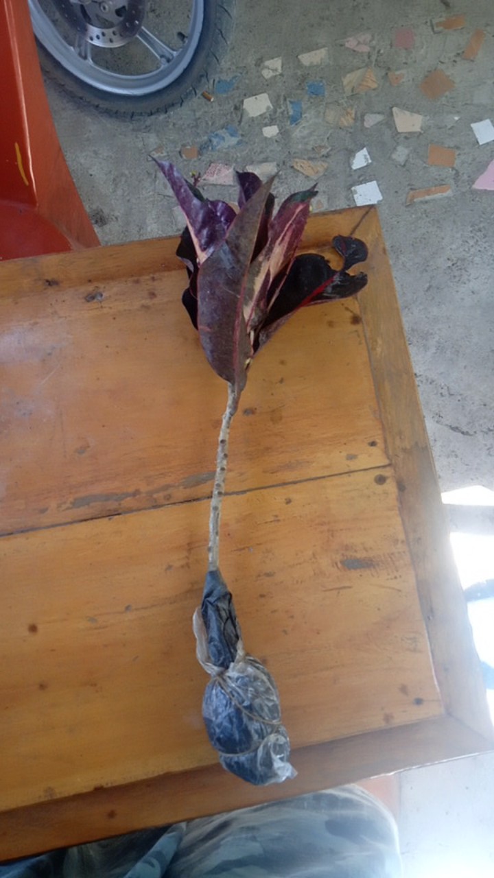 Tanaman Hias - Bibit Bunga Puring Bali