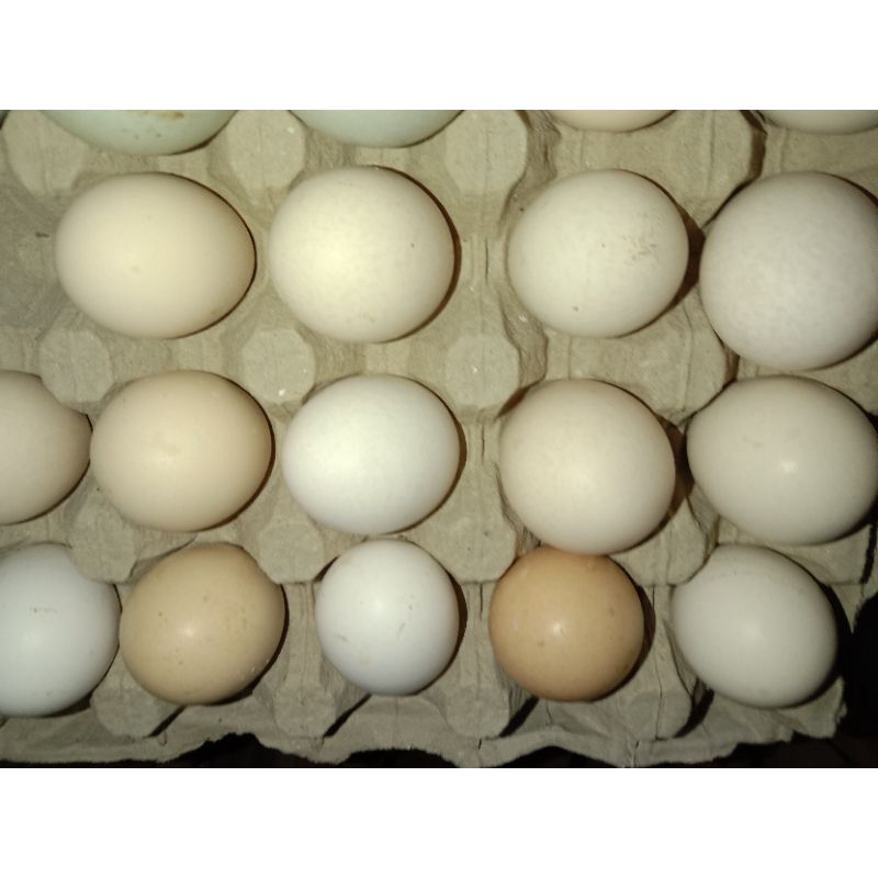 Macam-Macam Telur
