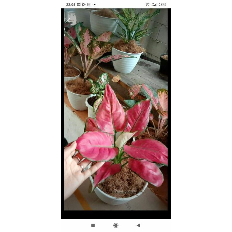 AGLONEMA RED ANJAMANI-RED ANJAMANI-Aglonema-aglaonema red anjamani-Tanaman hias red anjamani