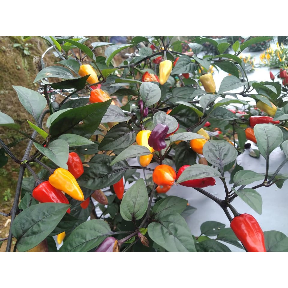 Benih Bibit Biji - Cabai Chinese Five 5 Colour Cabe Rainbow Pelangi Pepper Seeds