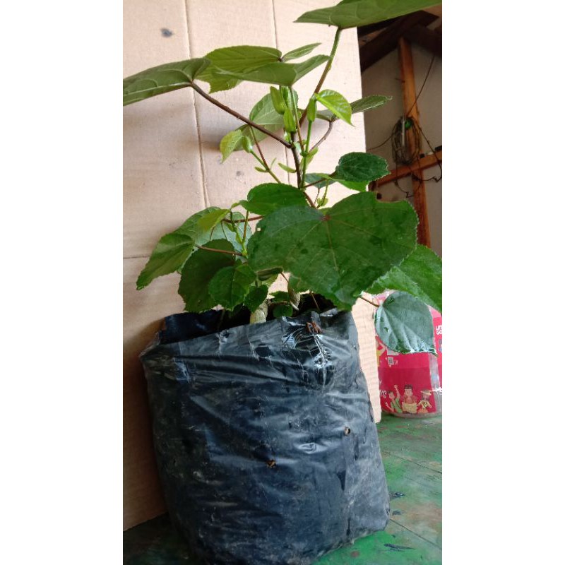 bahan bonsai waru taiwan