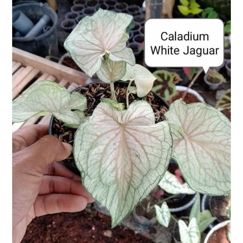 white jaguar caladium thailand hybrid