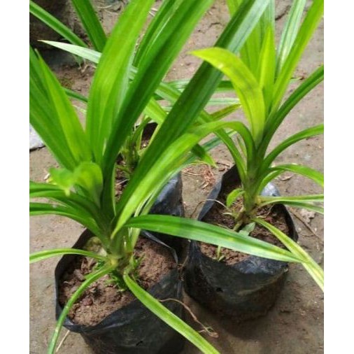 

Pohon Pandan wangi