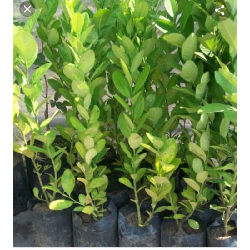 bibit jeruk Bali okulasi