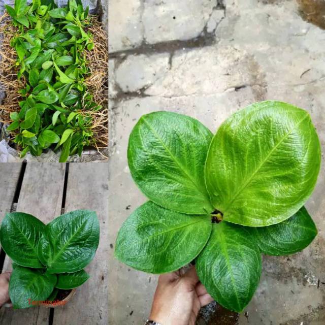 BIBIT Anthurium jemani Esmeralda cobra