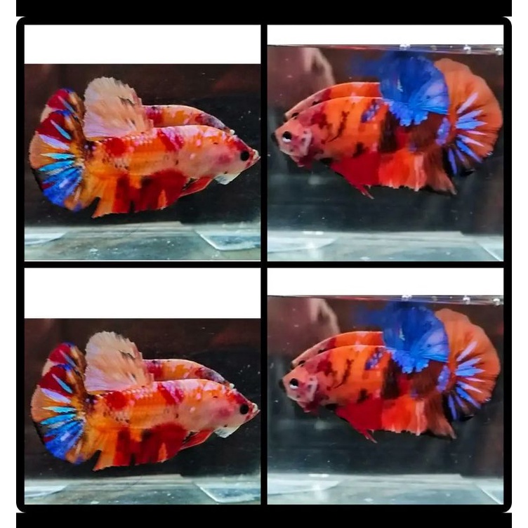 

Cupang giant 4 ekor multycolour