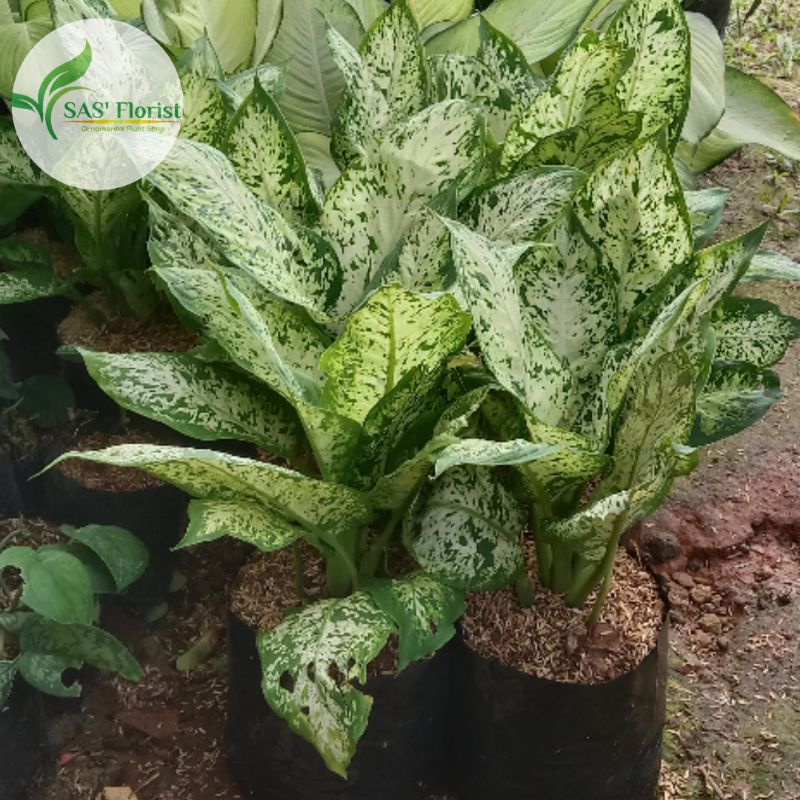 Diven Sparkle/Blanceng sparkle