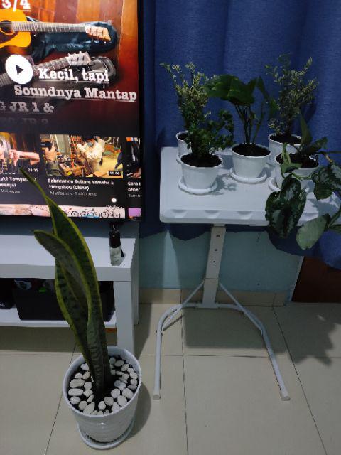 Krokot Curly - Krokot Keriting Tanaman Crocot Paku Payung