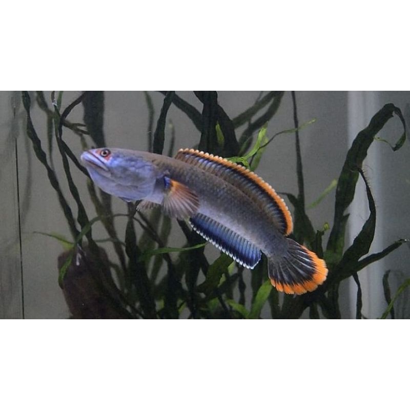 Limbata CB Size 5-8 Cm Berpotensi Mantul