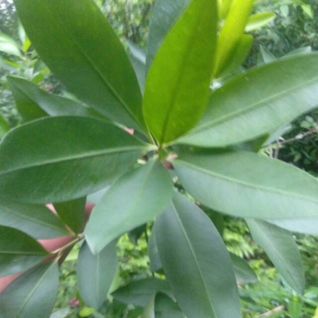 

Daun lempeni segar atau basah 1kg