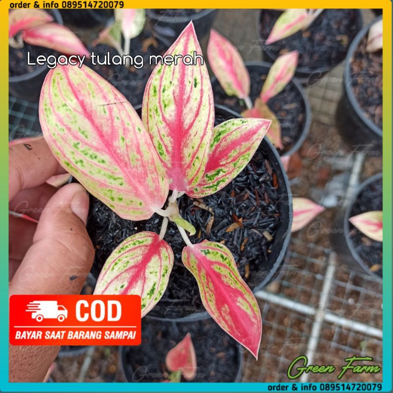 Bunga Aglonema Red Legacy Tulang Ikan Baby
