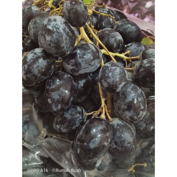 

Anggur Autumn Royal USA premium