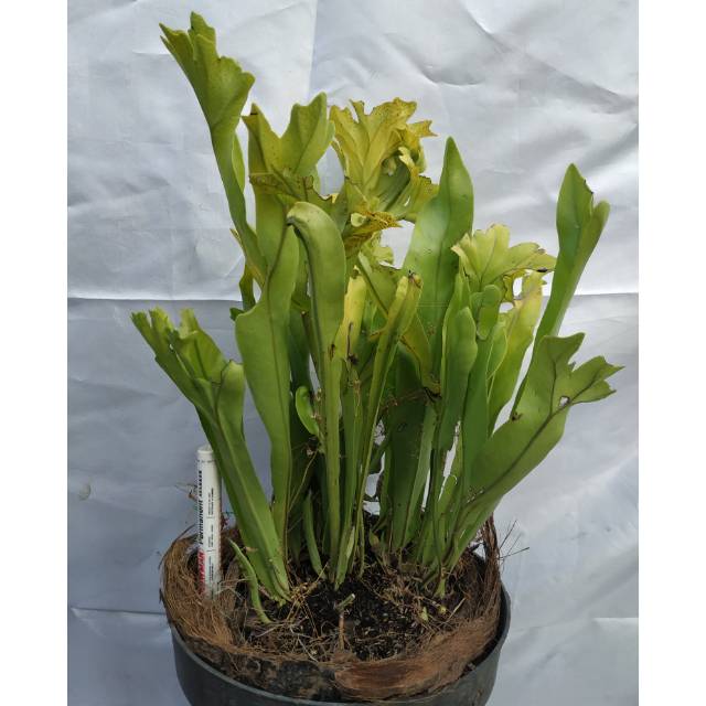 Bunga Simbar Menjangan