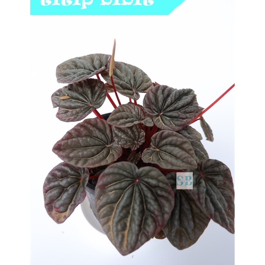 Tanaman Bunga Peperomia Caperata Red Rubby Ripple - Paperomia Merah BERGARANSI