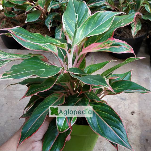 Aglonema Lipstik Klasik Indukan Rumpun - Aglopedia