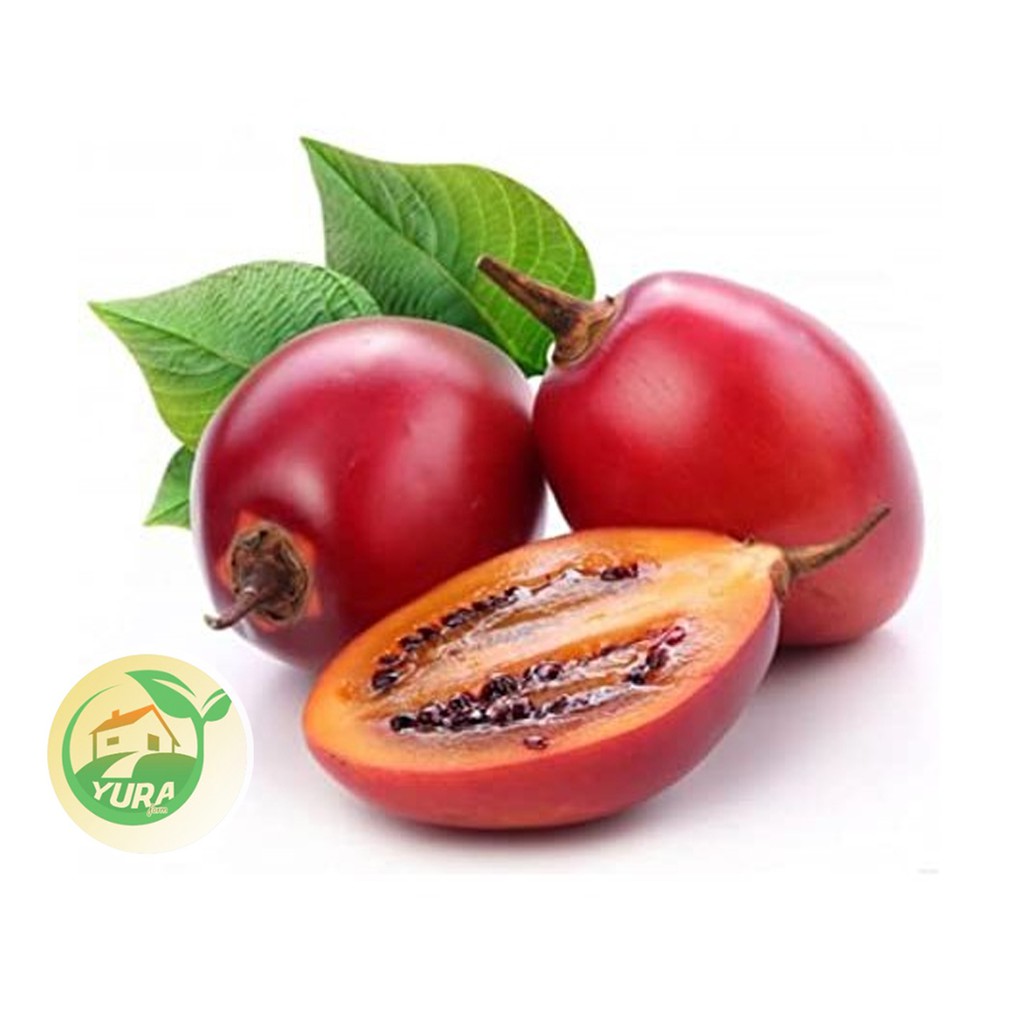 

TERONG BELANDA Organik 100% Sayur Segar Organic