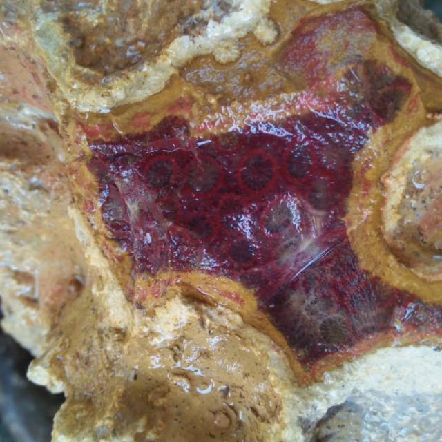 Batu akik serat tawon/teratai merah darah