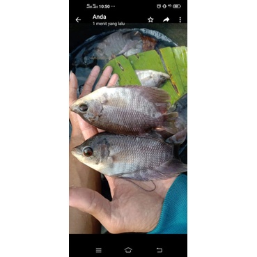 bibit ikan gurame