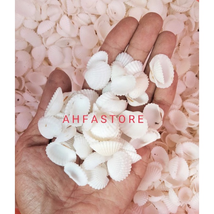 

Cangkang Kerang Dara Putih 250gram Bahan Kerajinan Tangan