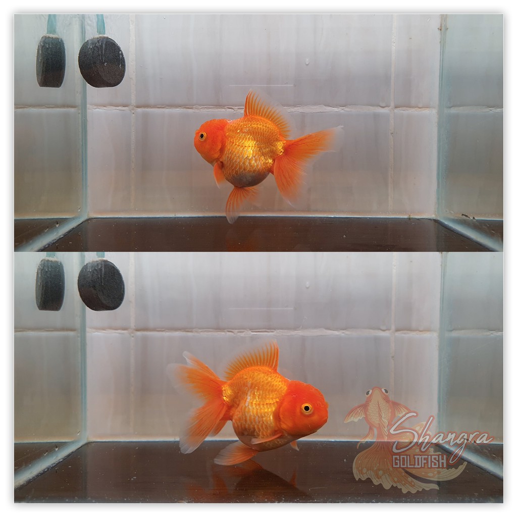 Ikan Mas Koki Oranda Short Body - 001